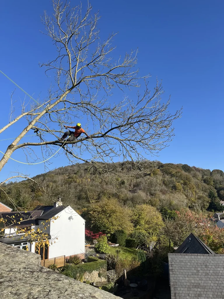Expert Tree Lowering North Wales