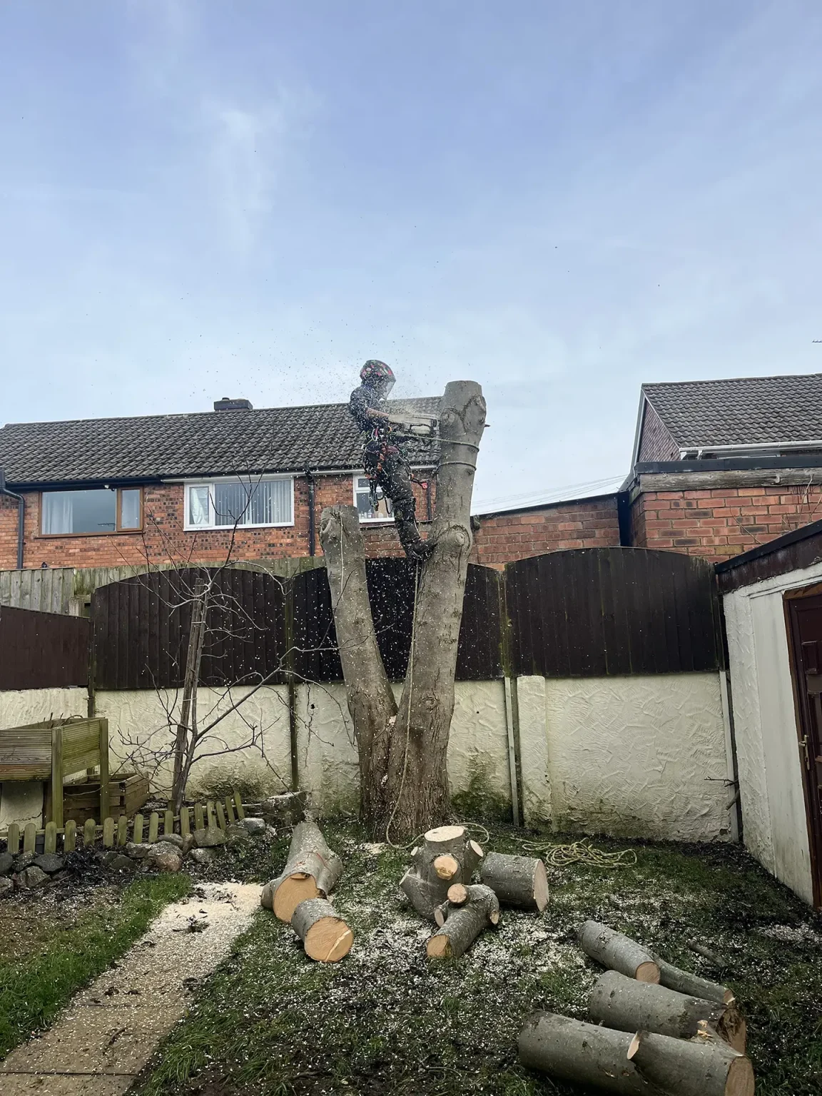 Professional Tree Surgery North Wales