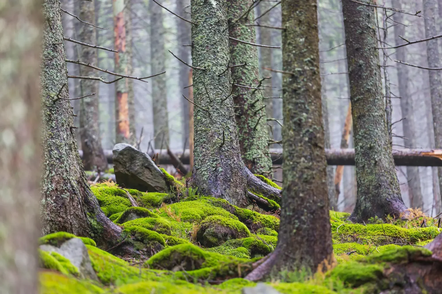 forestry and woodland management