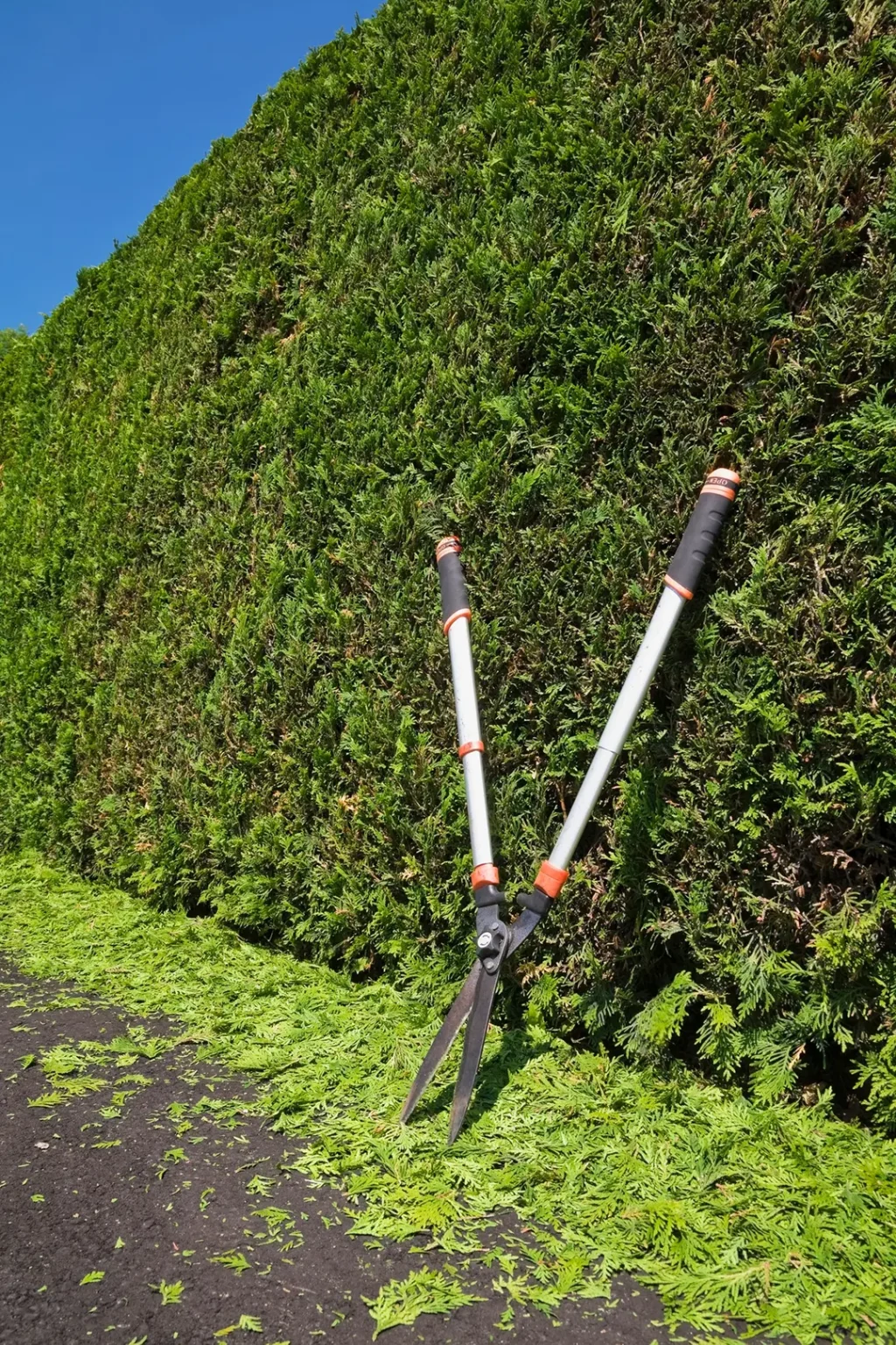 hedge trimming and hedge removal