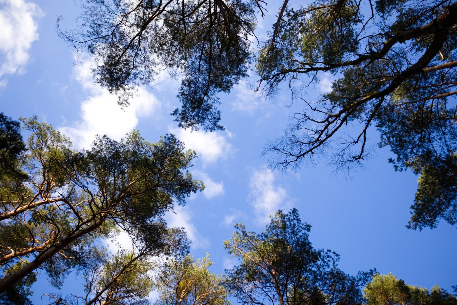 View of the spring sky through the crown of trees